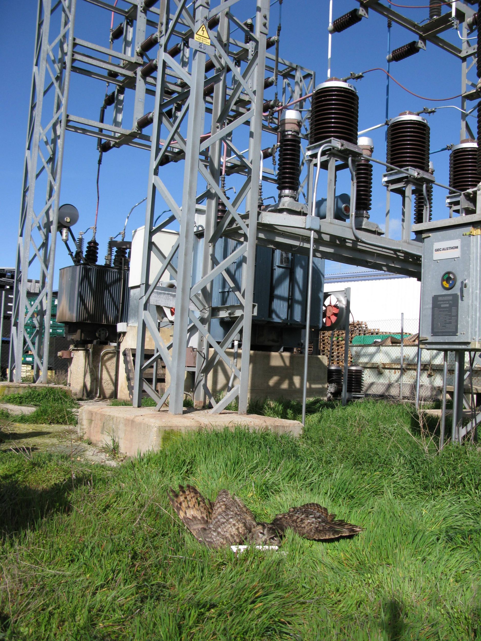 El impacto de un búho real, que murió, contra la estación eléctrica de una fábrica del polígono industrial produjo un parón en la producción